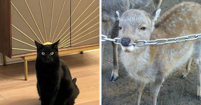 63 Pics Of Animals Looking Threatening And Powerful, Courtesy Of This Facebook Page (New Pics)