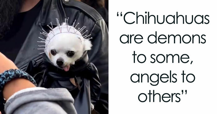 This Page Posts Pics Of Animals With Powerful Auras, And These 63 Are Hilarious (New Pics) - 14