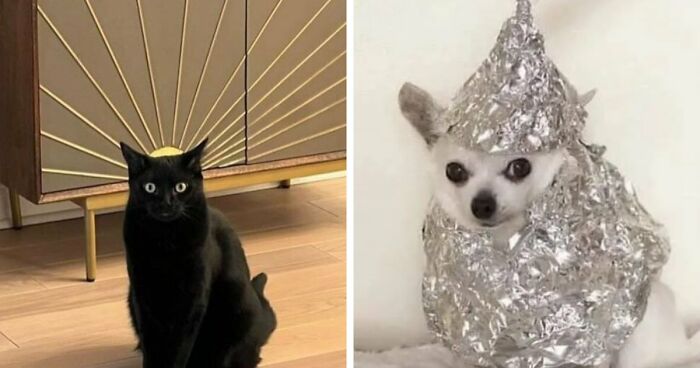 63 Pics Of Animals Looking Threatening And Powerful, Courtesy Of This Facebook Page (New Pics)