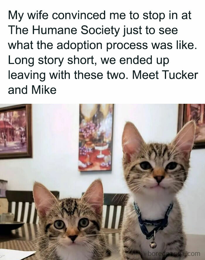 Two adorable kittens recently adopted from the Humane Society, perfect for cat memes lovers to enjoy.