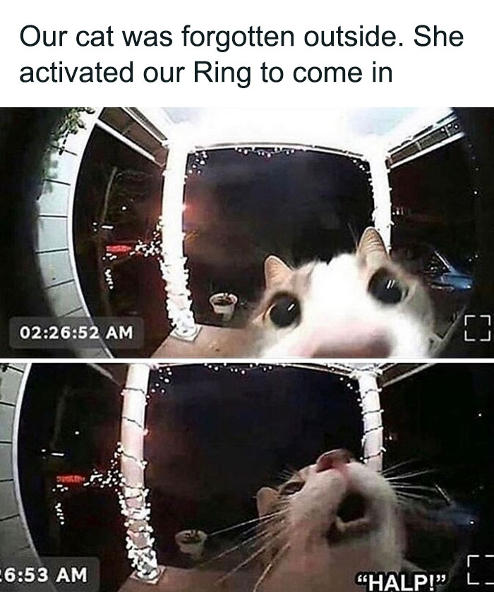 Cat meme showing a cat activating a Ring doorbell camera to come inside late at night.