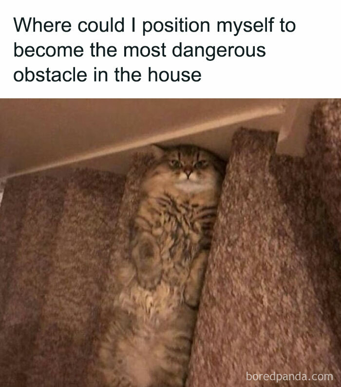 Cat meme showing a fluffy cat lying on carpeted stairs, humorously posing as a dangerous obstacle in the house.