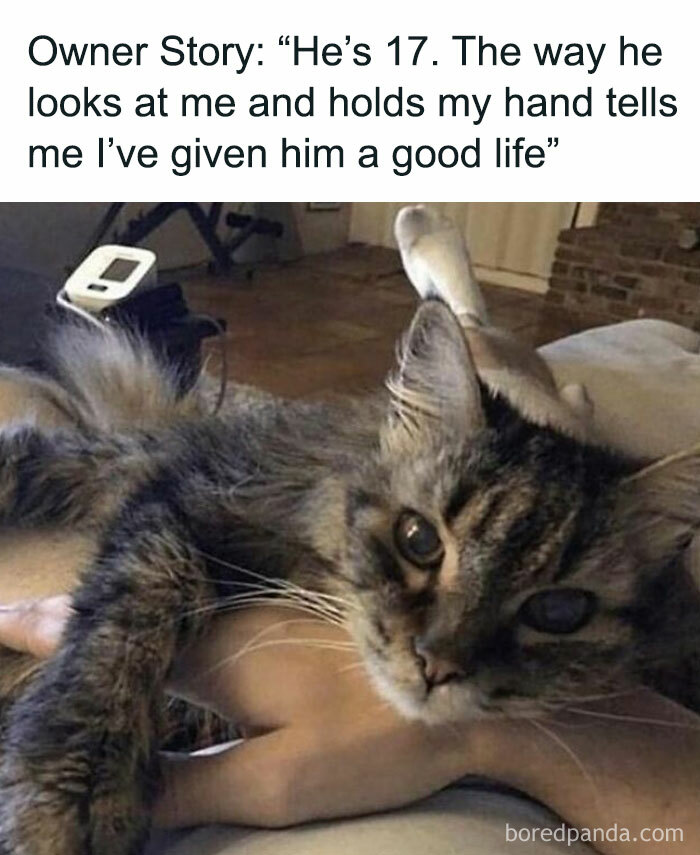 A 17-year-old cat lying on its owner’s arm, showing affection in a cozy home setting, perfect for cat memes fans.