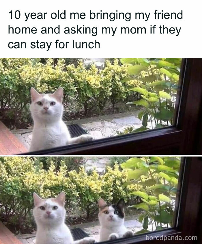 Two cats looking through a window with text about bringing a friend home, perfect for cat memes lovers.