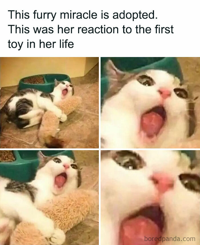 Cat reacting with surprise and joy to her first toy after adoption, featured in popular cat memes collection.