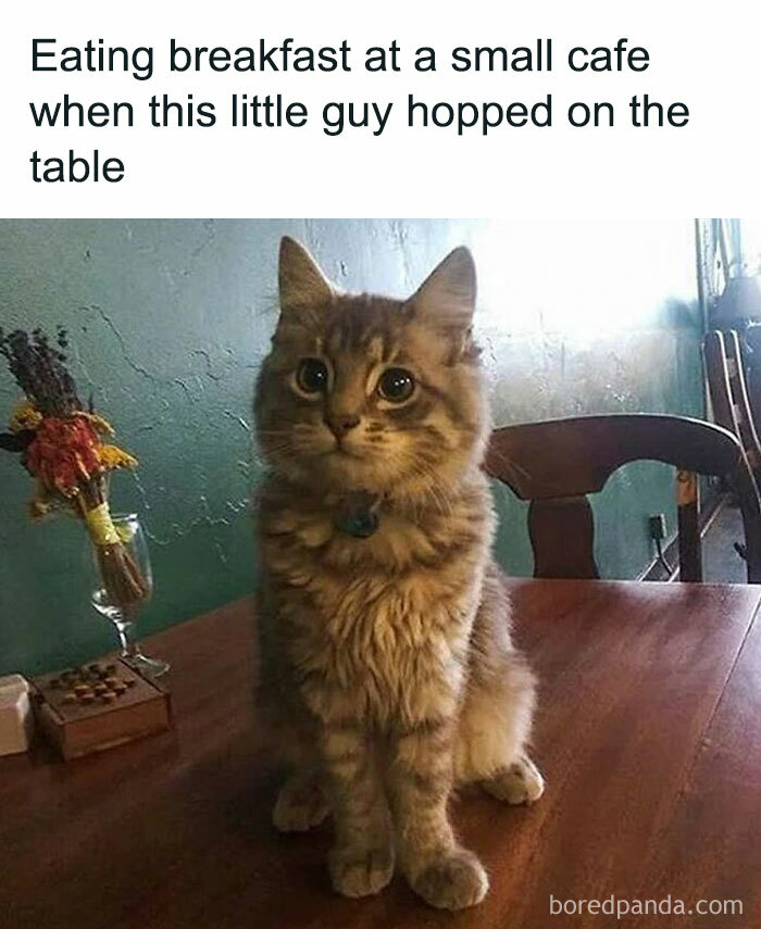 Cute cat sitting on a cafe table, perfect for those who love browsing cat memes and funny cat posts online.