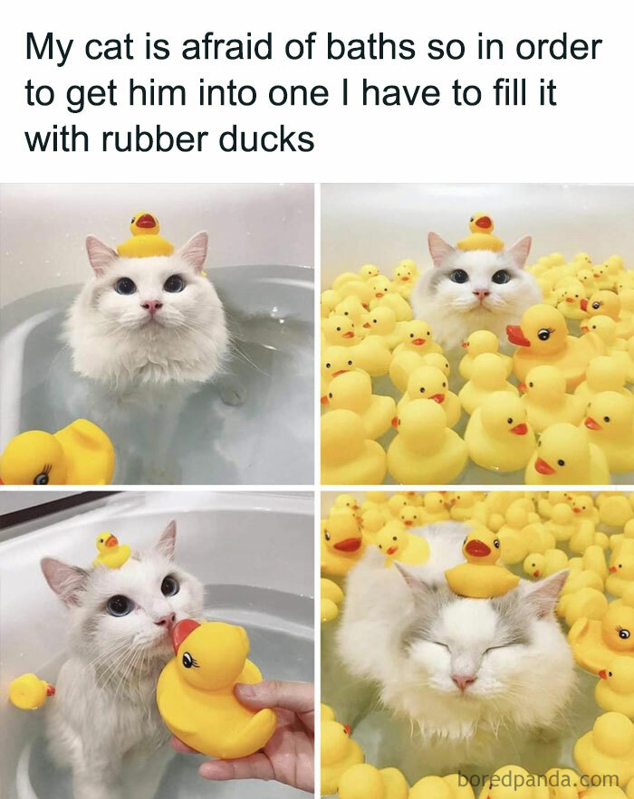 Cat surrounded by rubber ducks in a bath, showcasing a funny and cute cat meme moment.