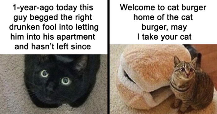 115 Silly Cats Who Are Just Out There Living Their Lives