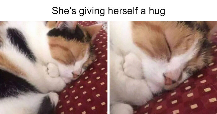 If You Can’t Think Of A Better Way To Spend Your Time Than Looking At Cat Memes, These 115 Posts Are For You