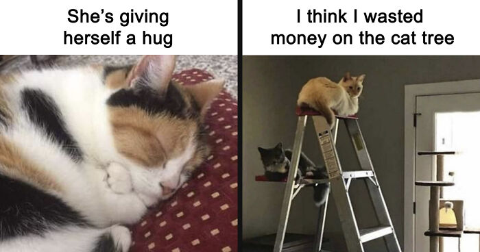 If You Can’t Think Of A Better Way To Spend Your Time Than Looking At Cat Memes, These 115 Posts Are For You