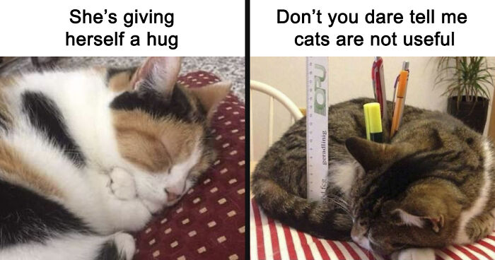 If You Can’t Think Of A Better Way To Spend Your Time Than Looking At Cat Memes, These 115 Posts Are For You