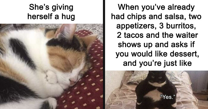 If You Can’t Think Of A Better Way To Spend Your Time Than Looking At Cat Memes, These 115 Posts Are For You