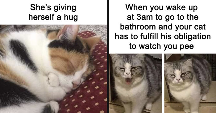 If You Can’t Think Of A Better Way To Spend Your Time Than Looking At Cat Memes, These 115 Posts Are For You