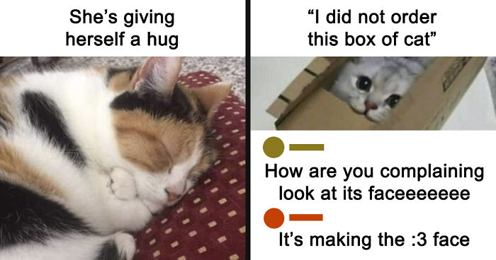 If You Can’t Think Of A Better Way To Spend Your Time Than Looking At Cat Memes, These 115 Posts Are For You