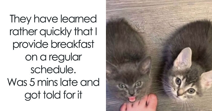 If You Can’t Think Of A Better Way To Spend Your Time Than Looking At Cat Memes, These 115 Posts Are For You