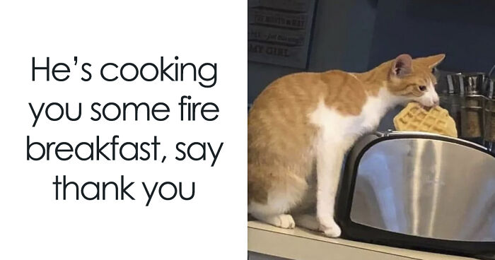 If You Can’t Think Of A Better Way To Spend Your Time Than Looking At Cat Memes, These 115 Posts Are For You