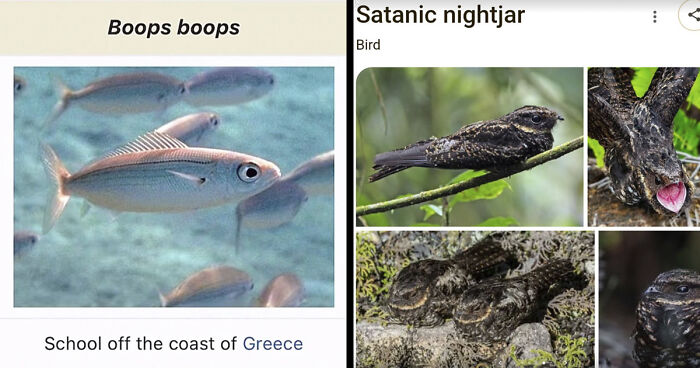 46 Times Animal Names Were So Ridiculous, People Questioned The Sanity Of Scientists Who Named Them