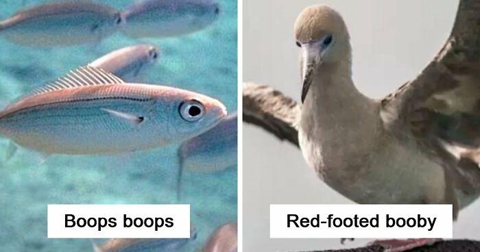 46 Times Animal Names Were So Ridiculous, People Questioned The Sanity Of Scientists Who Named Them