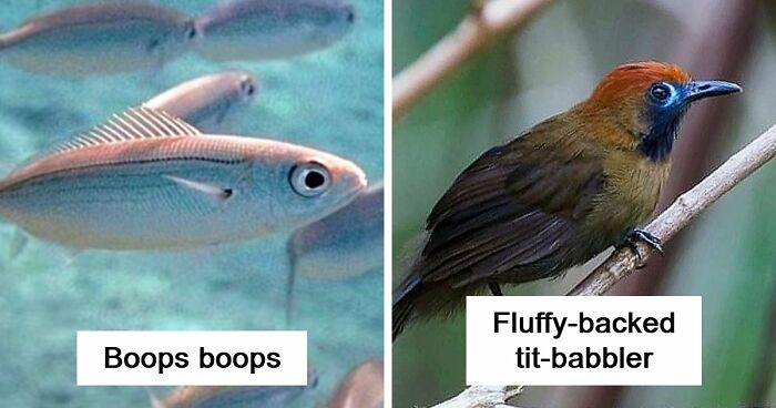 46 Animals With Names So Inappropriate, We’d Love To Know The Thought Process Behind Them