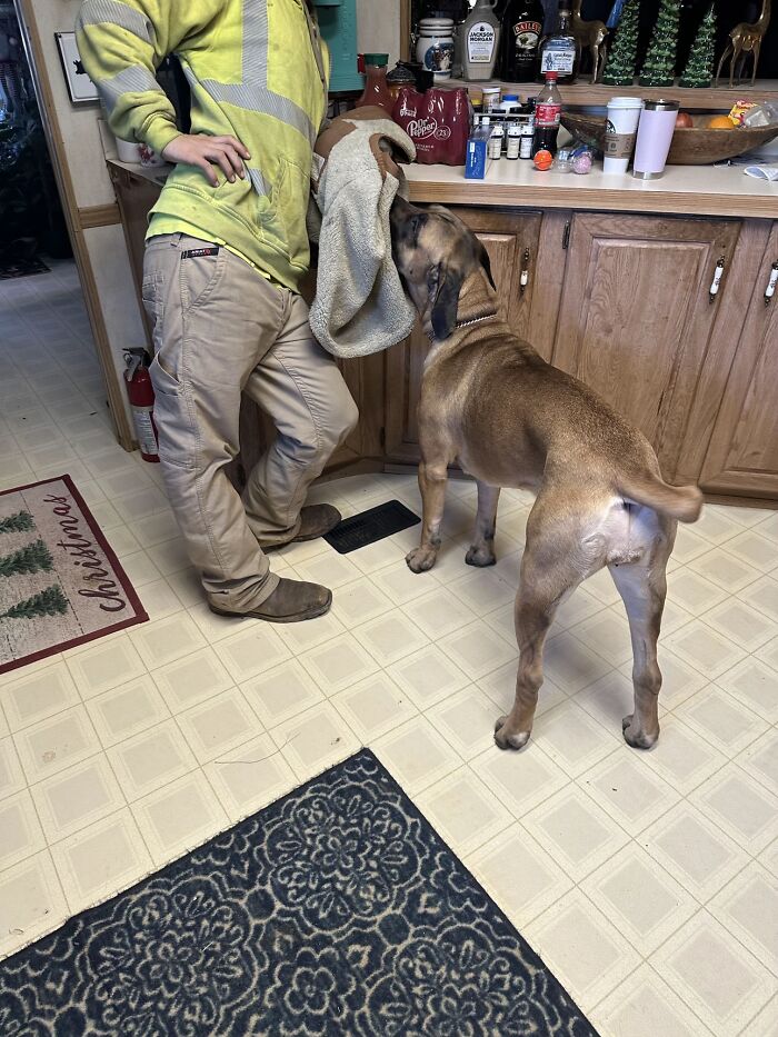 Man in casual workwear awkwardly standing while a dog pulls on a towel in a kitchen, illustrating awkward body language.