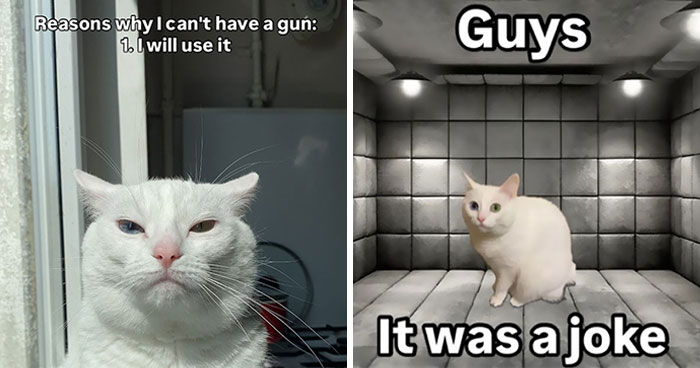 45 Feel-Good Memes From ‘A Cat Named Snowflake’