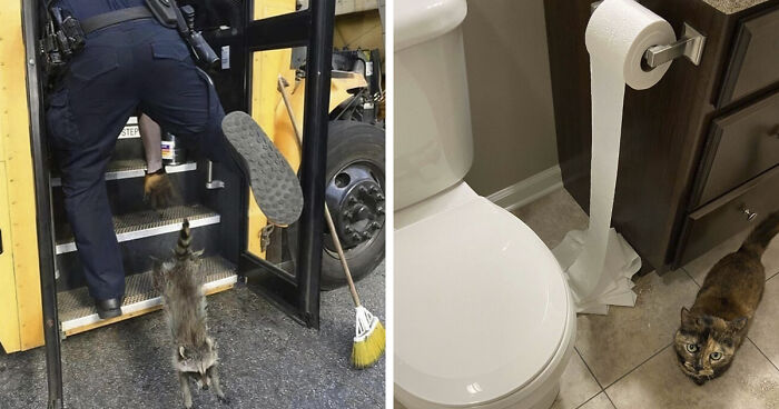 No Time To Read? 50 Funny Photos That Say It All Instantly