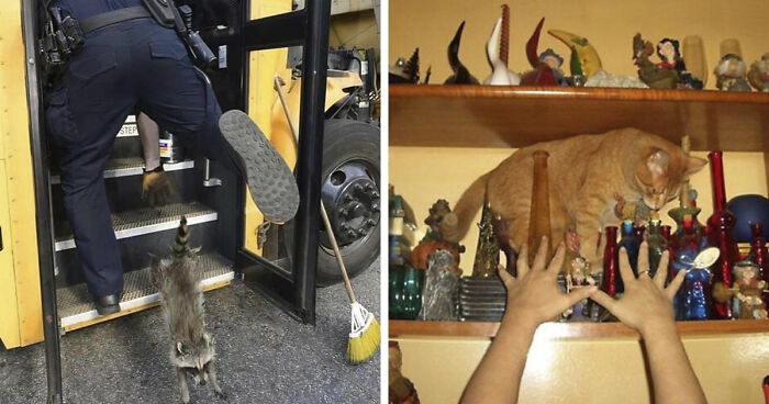 No Time To Read? 50 Funny Photos That Say It All Instantly