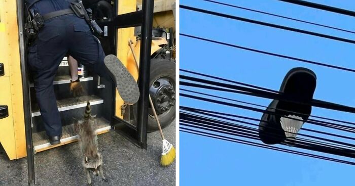 No Time To Read? 50 Funny Photos That Say It All Instantly