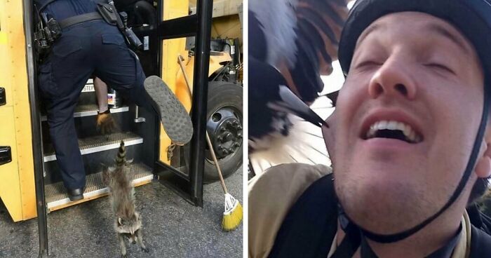 No Time To Read? 50 Funny Photos That Say It All Instantly