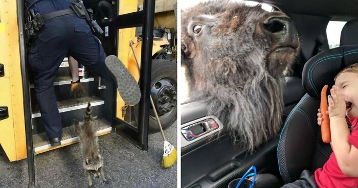 No Time To Read? 50 Funny Photos That Say It All Instantly