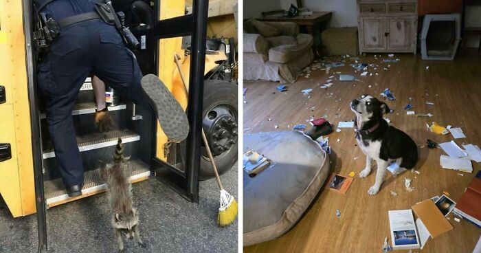 No Time To Read? 50 Funny Photos That Say It All Instantly