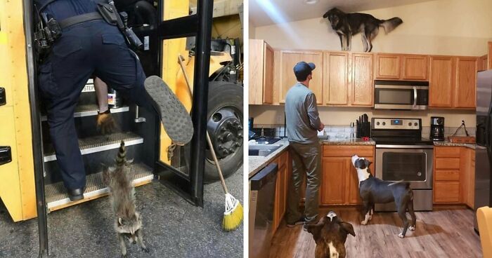 No Time To Read? 50 Funny Photos That Say It All Instantly