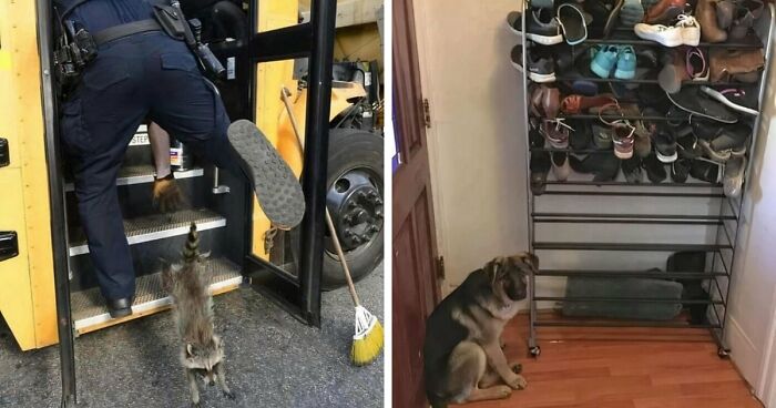 No Time To Read? 50 Funny Photos That Say It All Instantly