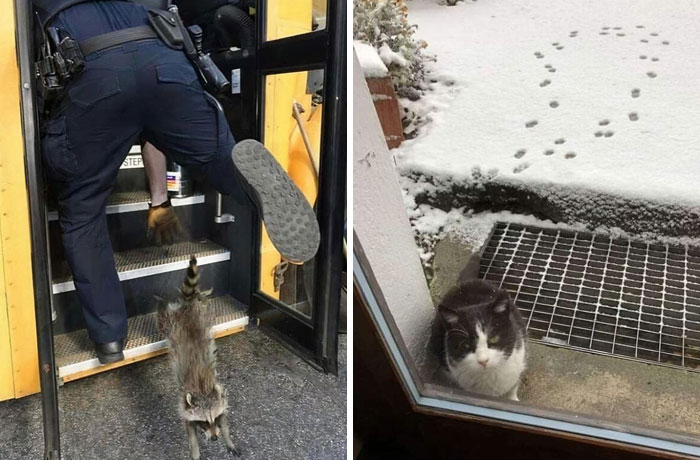 No Time To Read? 50 Funny Photos That Say It All Instantly