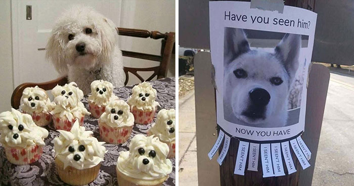 Dogs Being Dogs: 85 Candid Moments From This Page
