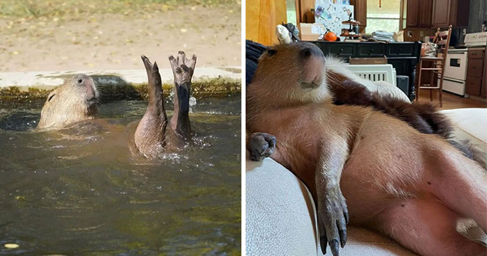 This Community Shares Wholesome Capybara Content, And Here Are 75 Of Their Best Pics