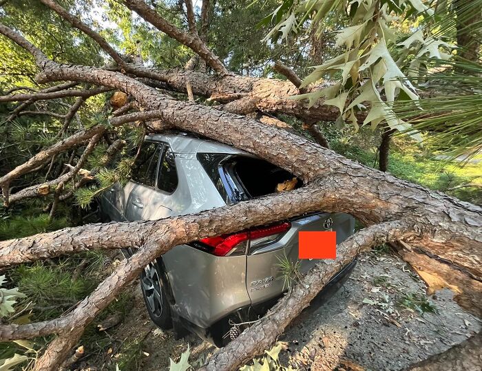 Silver SUV crushed by large fallen tree, illustrating dangerous situations often dismissed by people in everyday life.