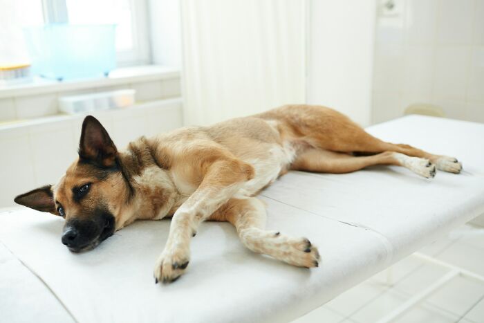 Dog lying on a medical examination table in a bright room, evoking strange things people witnessed that made them question reality.