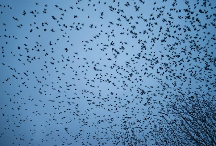 A large flock of birds flying against a blue sky, representing chilling sounds that signal immediate disaster.
