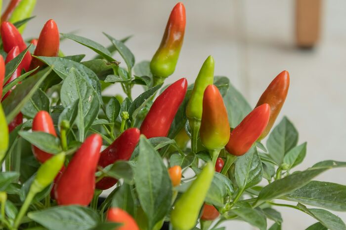 Close-up of colorful chili peppers on a plant, symbolizing brutal wake-up calls that prompt immediate action.