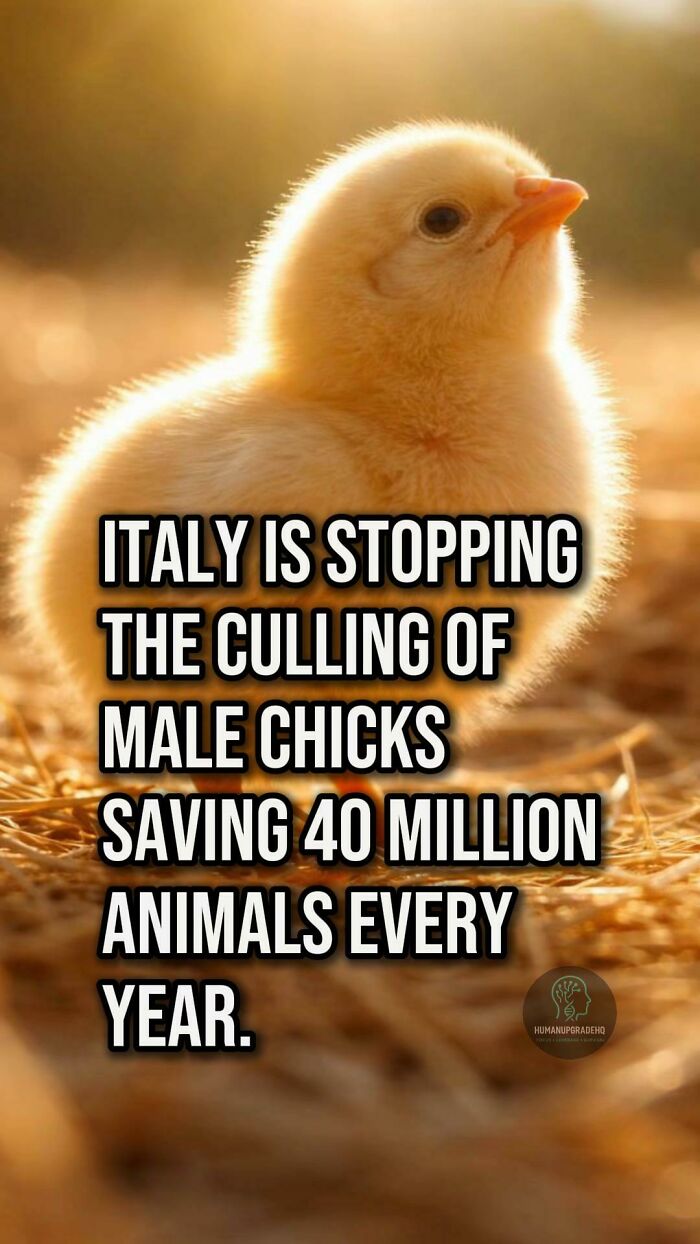 Close-up of a chick with sunlight highlighting its feathers, related to good things that happened recently.