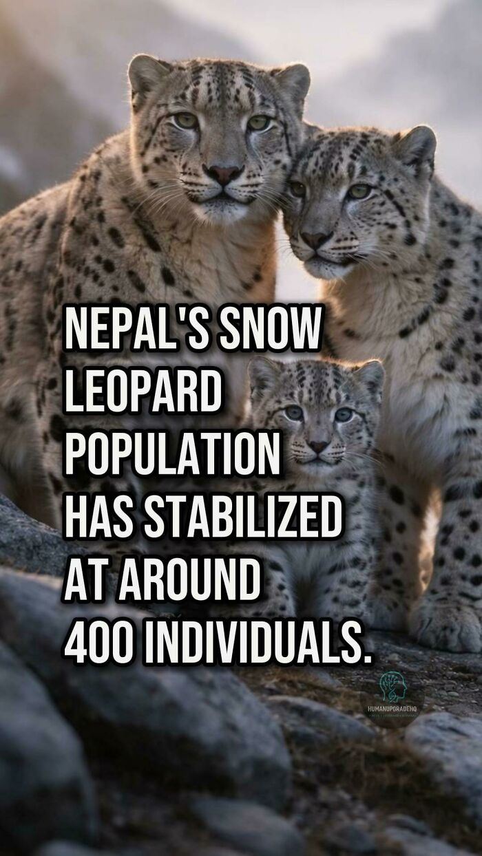 Three snow leopards sitting on rocks in nature, highlighting good news about wildlife population stabilization.