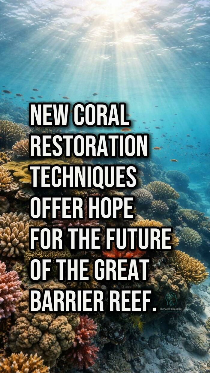Underwater view of coral reef with sunlight beams, highlighting new coral restoration techniques offering hope for recovery.
