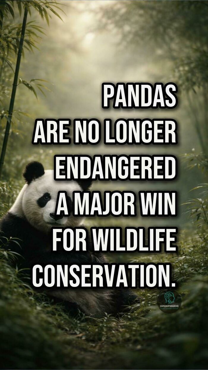 Panda in a forest with text highlighting a major win for wildlife conservation and good news about pandas recently.