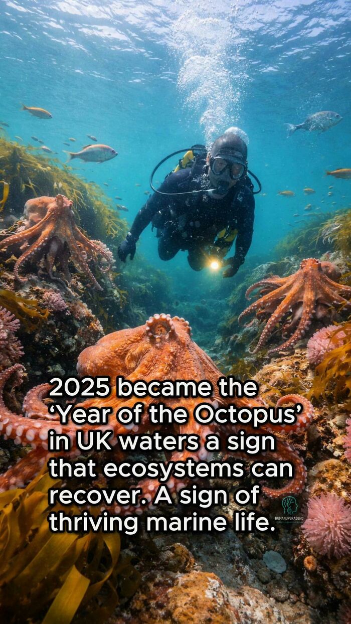 Diver underwater with octopuses, highlighting good things that happened recently in marine ecosystems recovery.