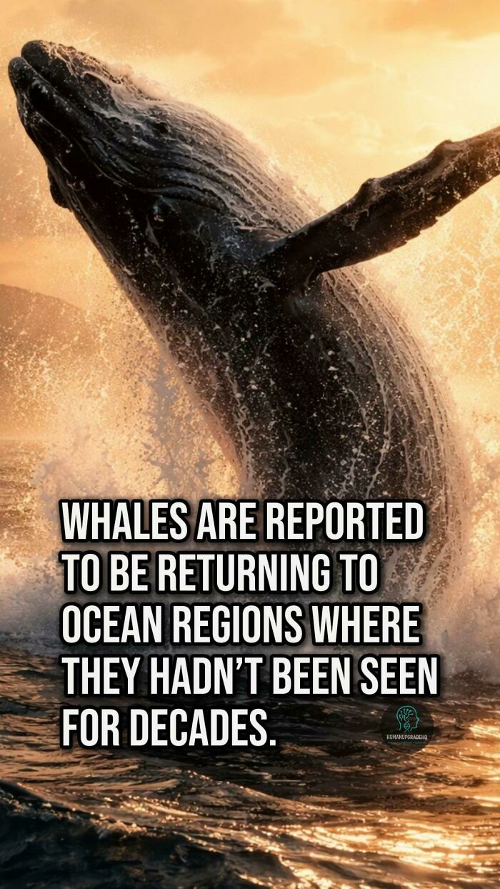 Humpback whale breaching ocean surface, symbolizing good things and positive news in recent times.