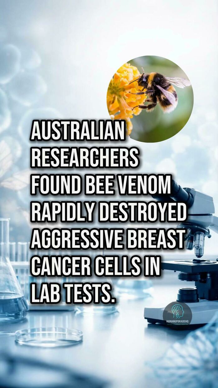 Australian researchers discover bee venom rapidly destroys aggressive breast cancer cells in lab tests with microscope.