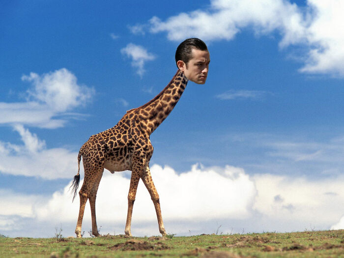 Surreal image of a giraffe with a human head, illustrating unhinged and wild pics without Photoshop.