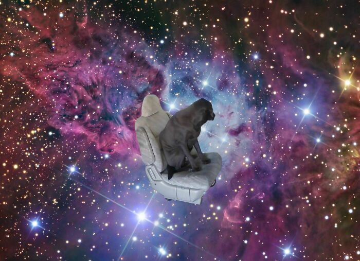A black dog sitting on a car seat floating in a colorful star-filled galaxy, creating unhinged and wild pics.