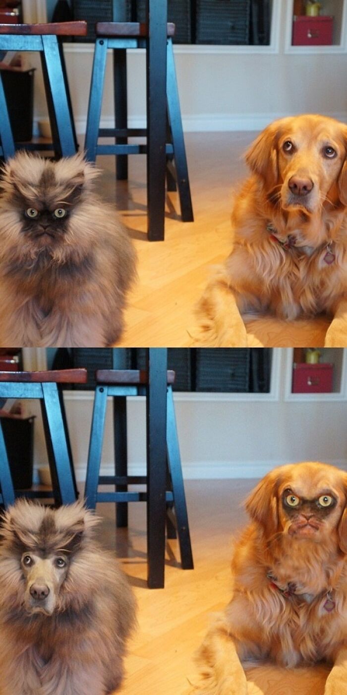 Fluffy dog and cat with swapped faces in a wild Photoshop edit creating unhinged and funny animal pictures indoors.